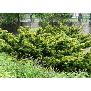 Tis obyčajný (Taxus baccata) ´FARMEN´- výška: 30-50 cm, kont. C5L